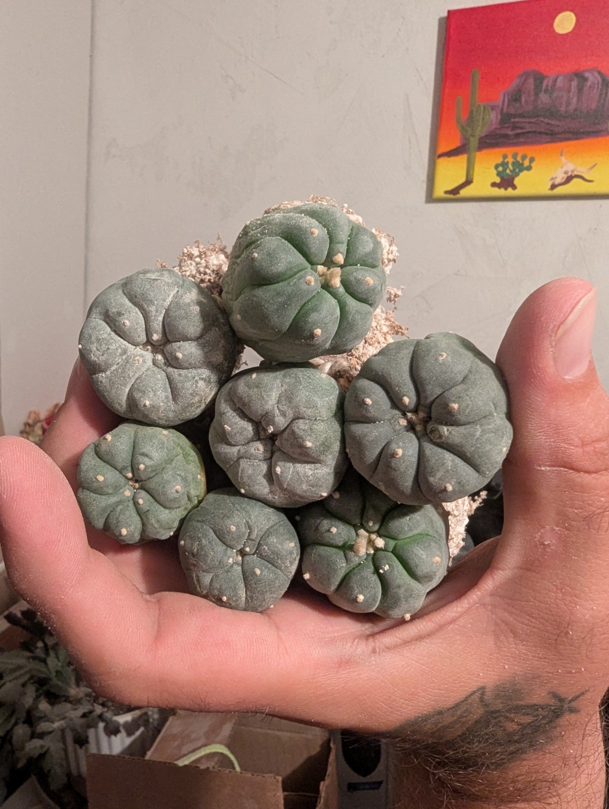 Northern Blue Button Cactus 0.5-1.5 inch W