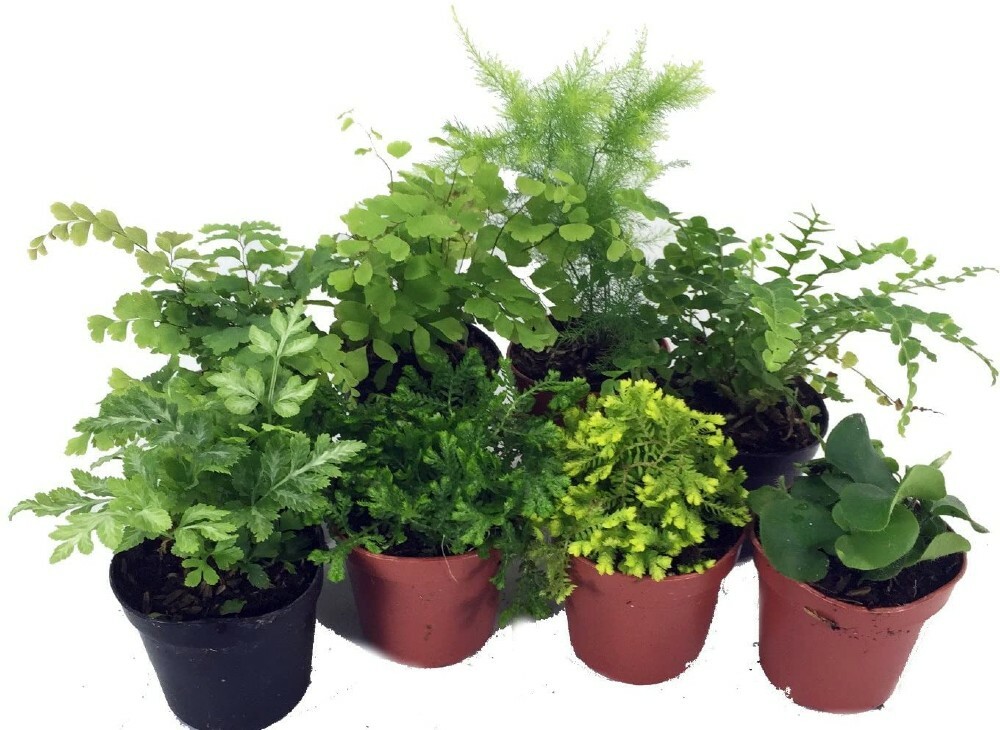 Ferns Mini 8 Different Easy To Grow Gardens Terrariums Fairy Live Plants 2″ Pots