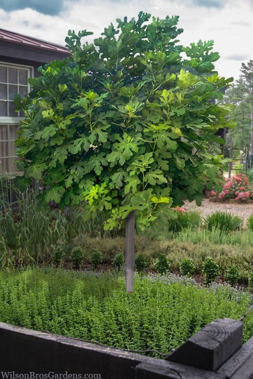 1 Celeste Fig Tree Starter Plug (Honey/Sugar Fig) – Ficus carica