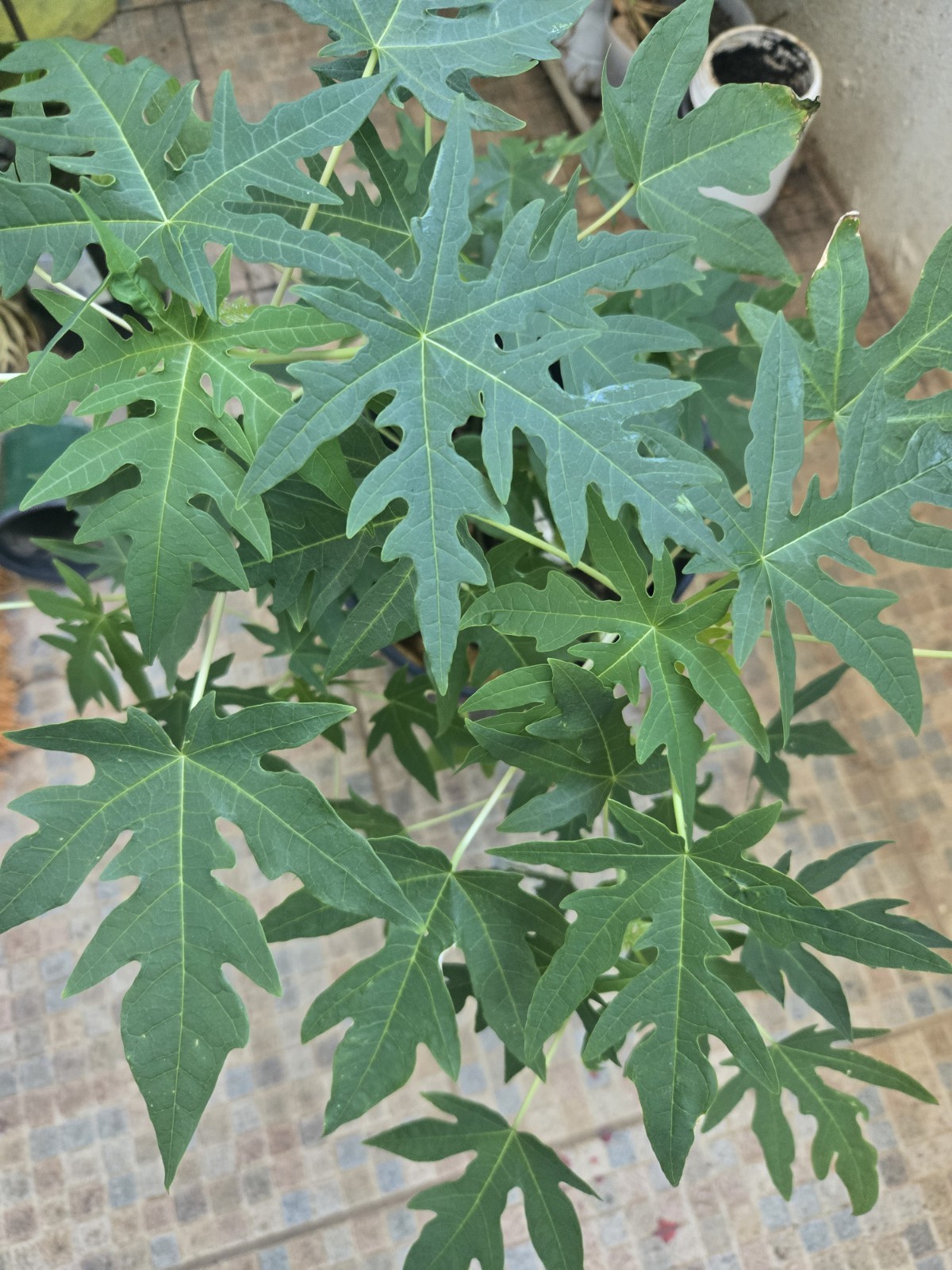 Maradol Papaya 18″+ organic from Puerto Rico fast Grower unknown if female