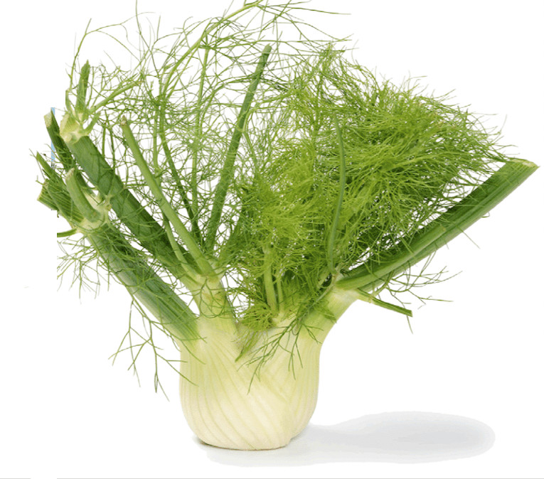 Organic Florence Fennel – Foeniculum vulgare