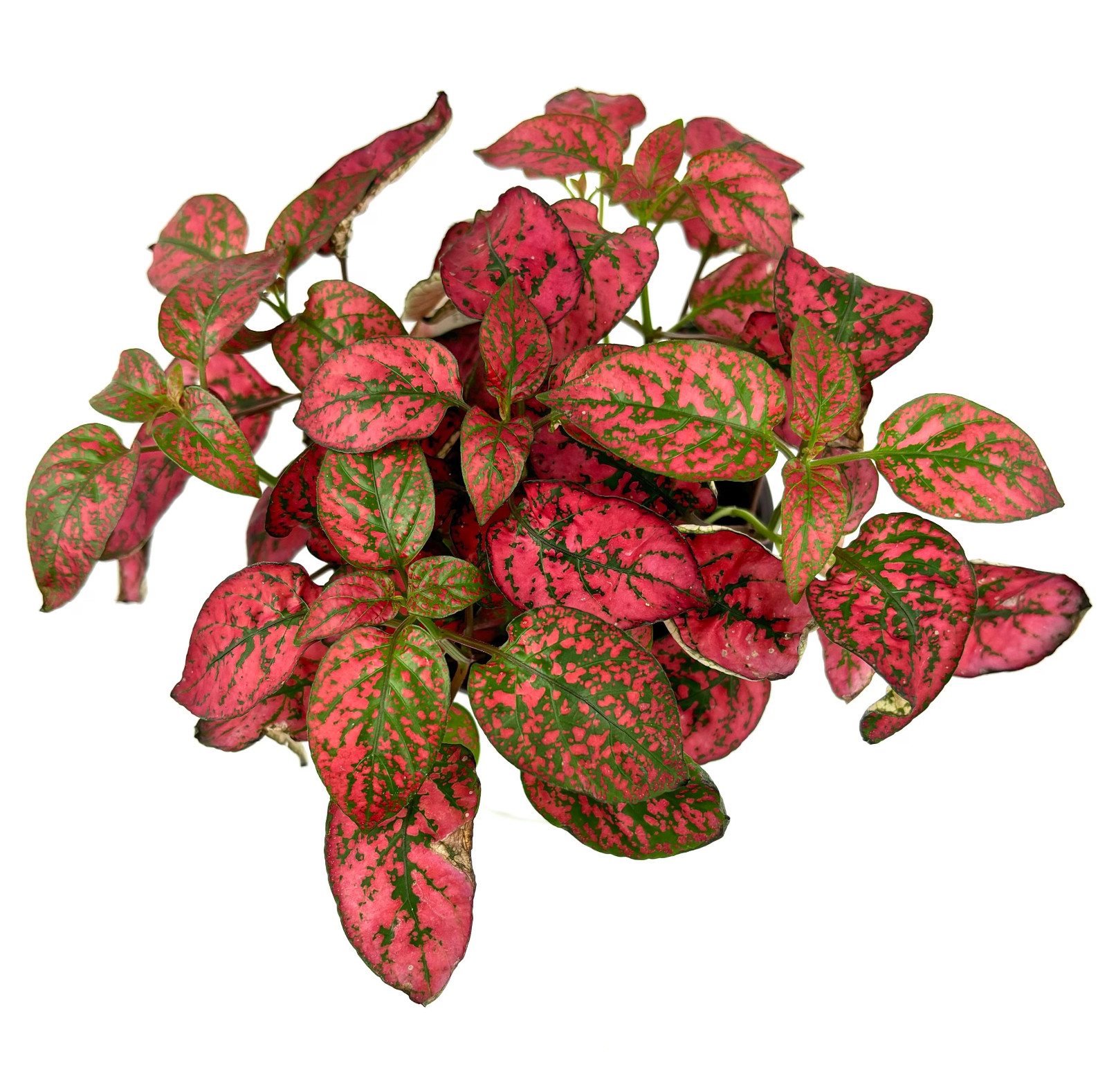 Hypoestes Red Splash Live Potted House Plants Air Purifying, 3.5″ Pot