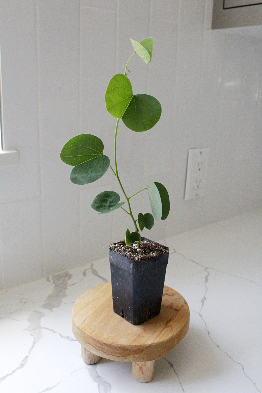 Orchid Tree – Flowering Garden Starter Tree