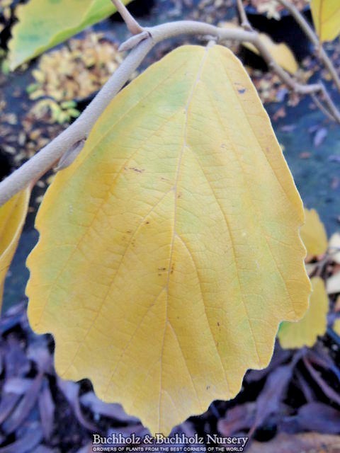 10 RED IMP WITCH HAZEL SEEDS – Hamamelis vernalis