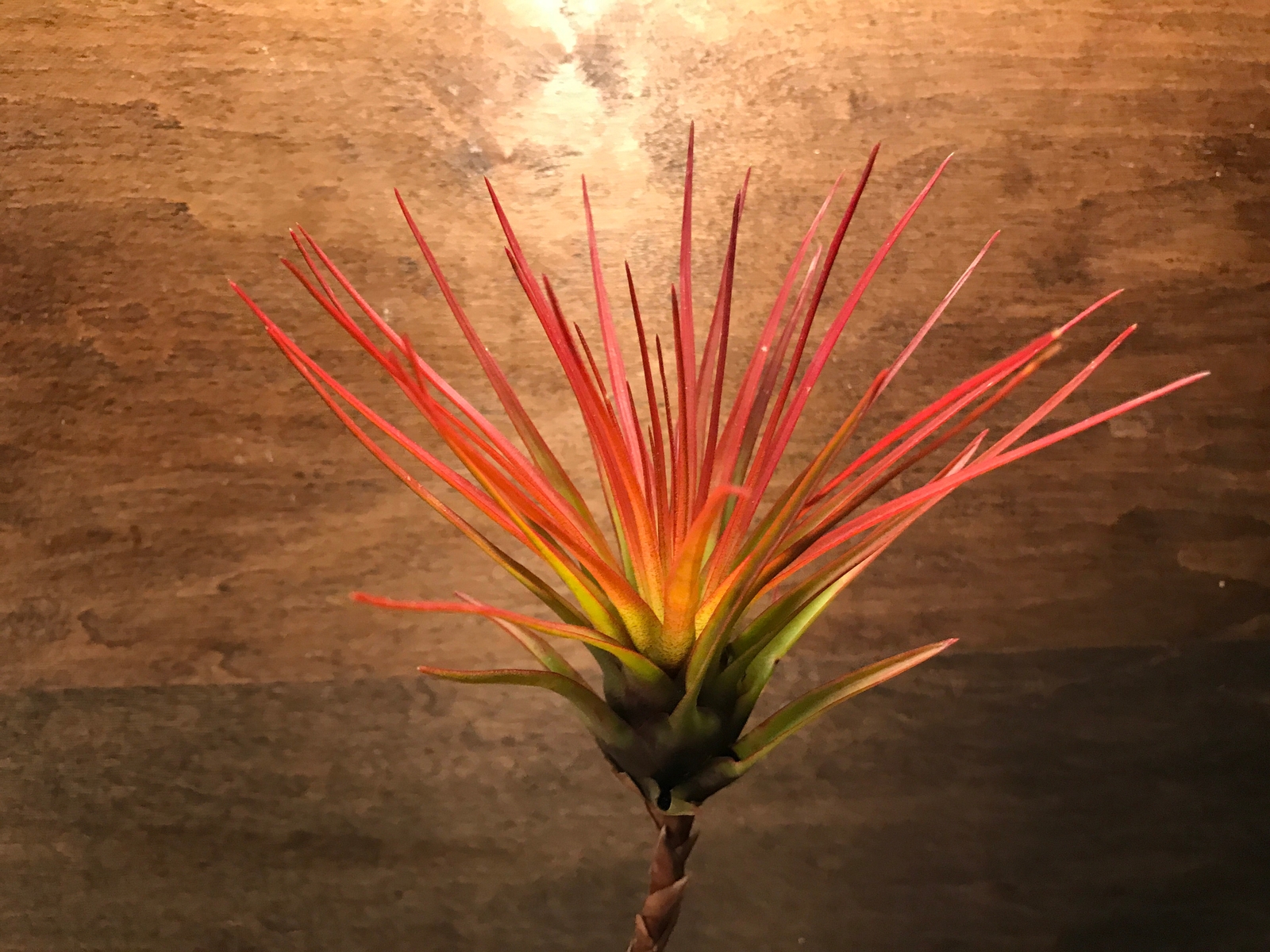 10 Pack Premium Air Plants Tillandsia Mix *Beginner Friendly Selections*