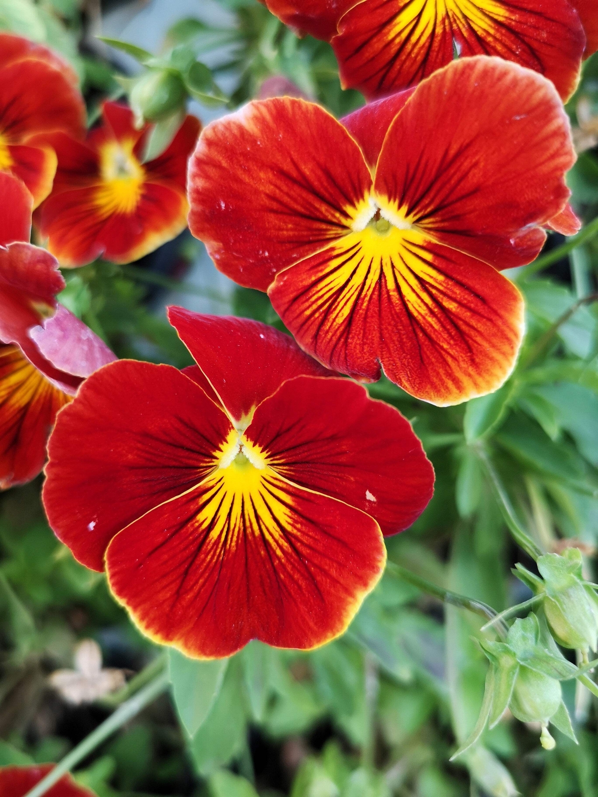 50 RED & YELLOW PANSY VIOLA Violet Flower Seeds *Flat S/H