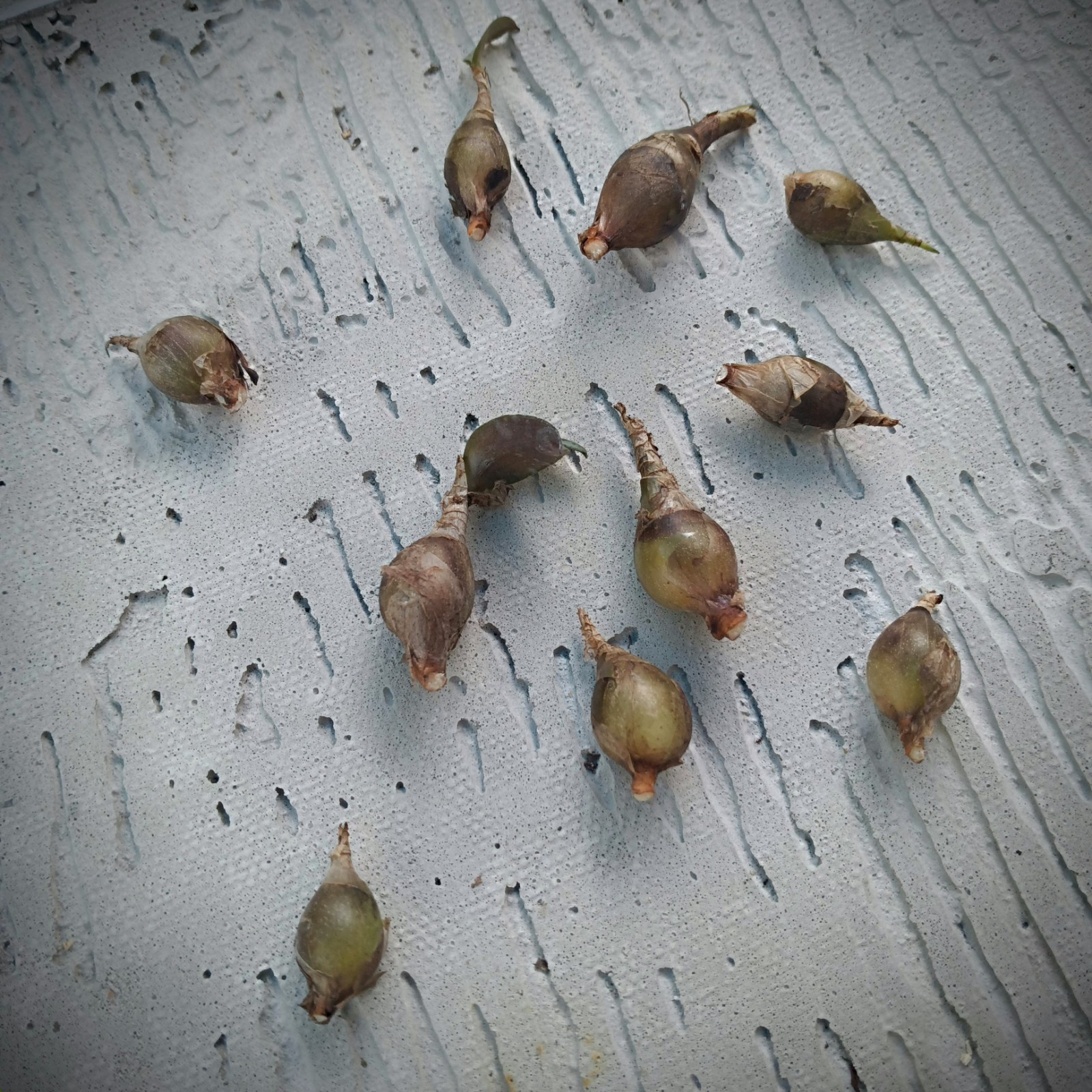 Silver Squill Bulblets