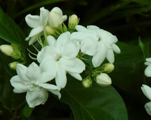 MAID OF ORLEANS JASMINE~Jasminum sambac~~Rooted STARTER Plant~Extremely Fragrant