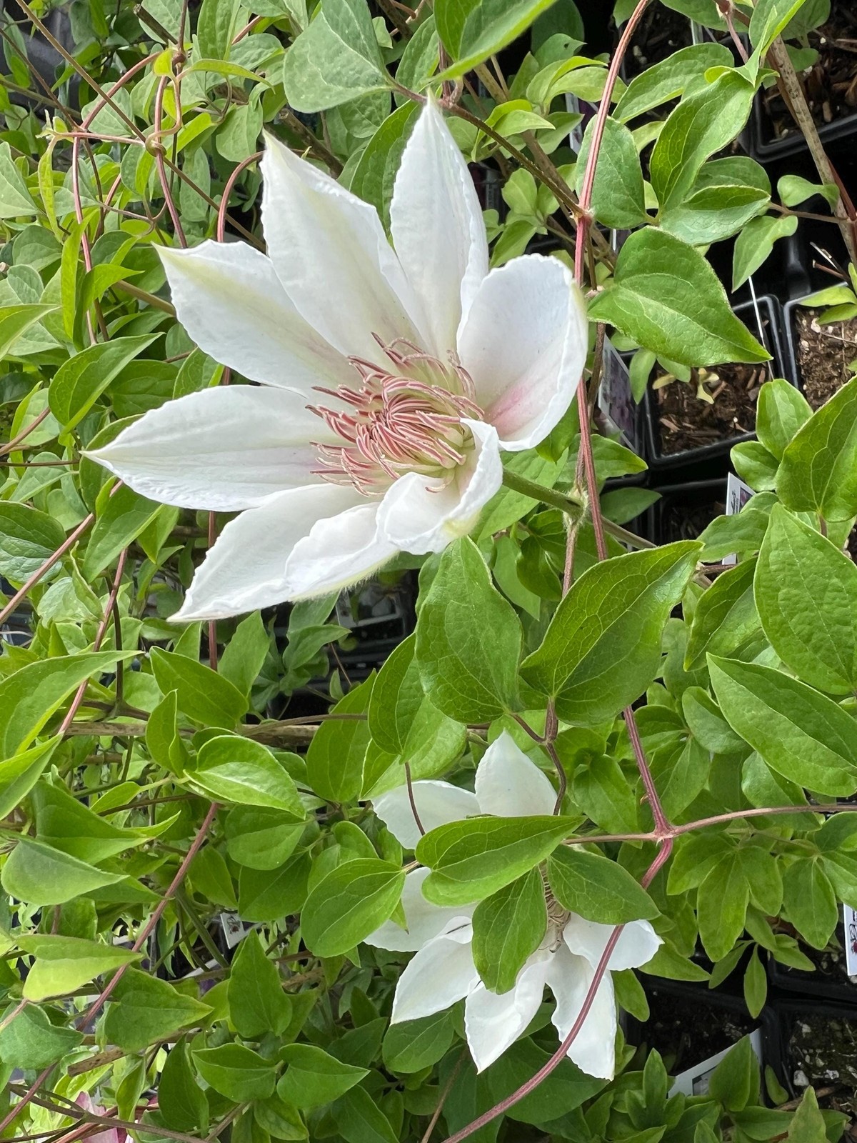 1 “Corinna” Clematis Starter Plant (Not Seeds) – US Seller