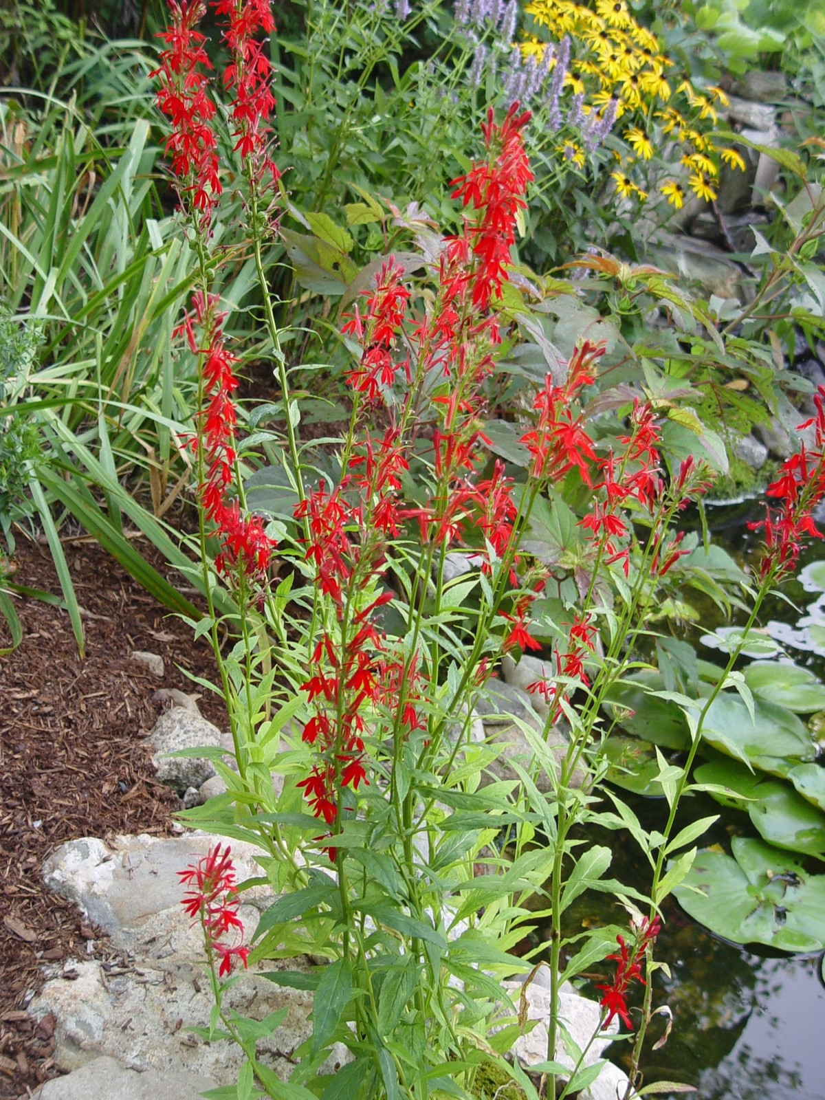 American Beauties Lobelia cardinalis Cardinal Flower Perennial 1 Container