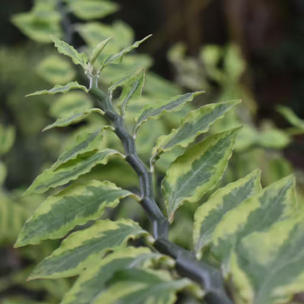 6 In. Pedilanthus Tith Variegated Plant in Grower Container