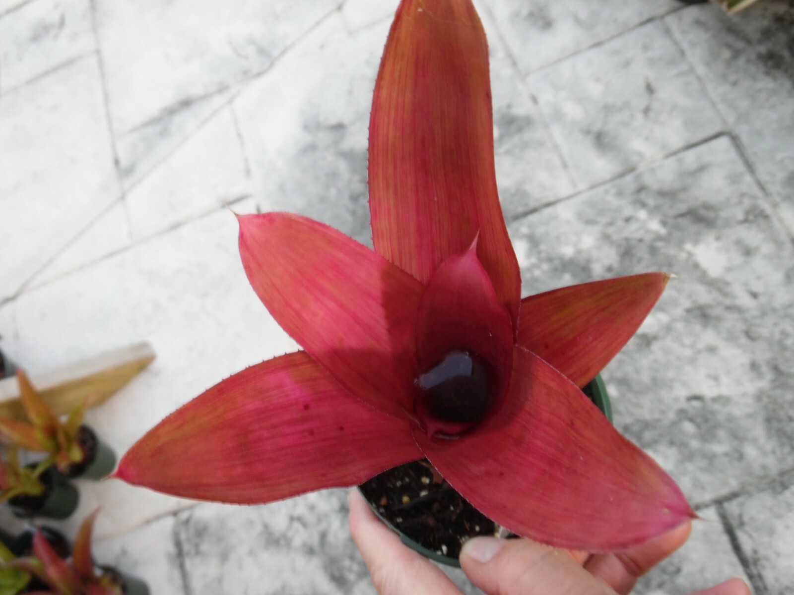 Neoregelia ROSEO LINEATA X CONCENTRICA Bromeliad one tropical plant *BIG*