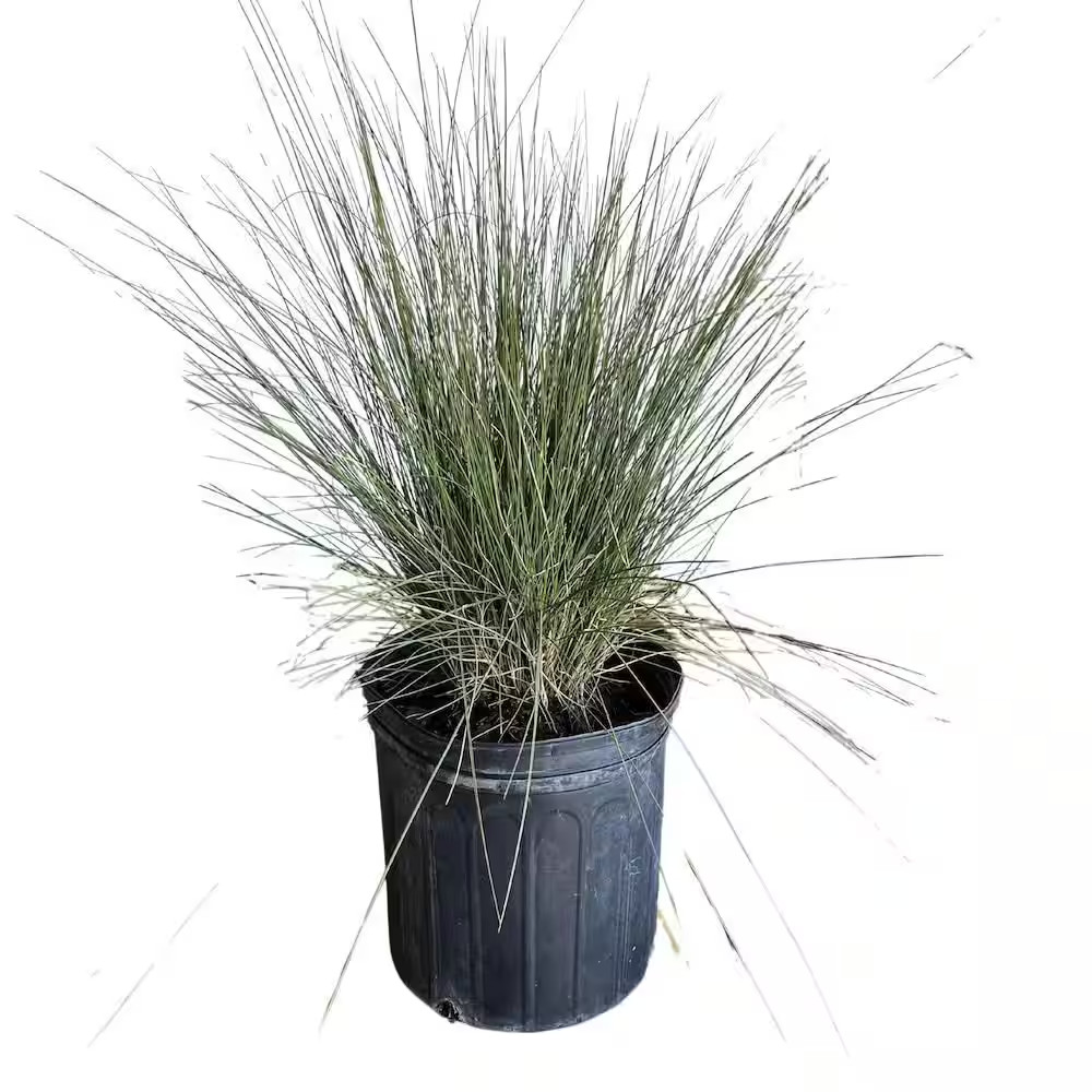 3 Gal. Pink Muhly Grass