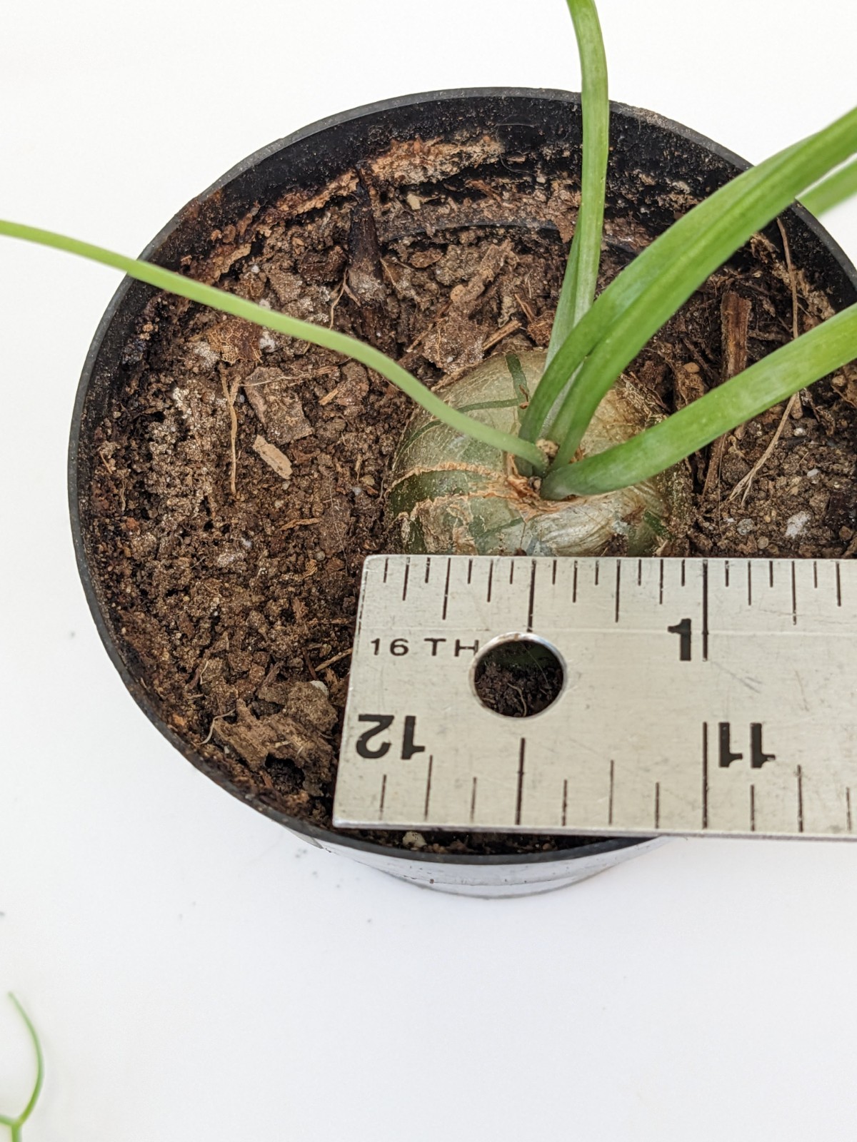 bowiea volubilis Climbing Onion plant, 3/4 to 1 inch bulb