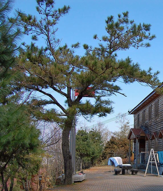 Pinus taiwanensis | Taiwan Red Pine | 10 Seeds