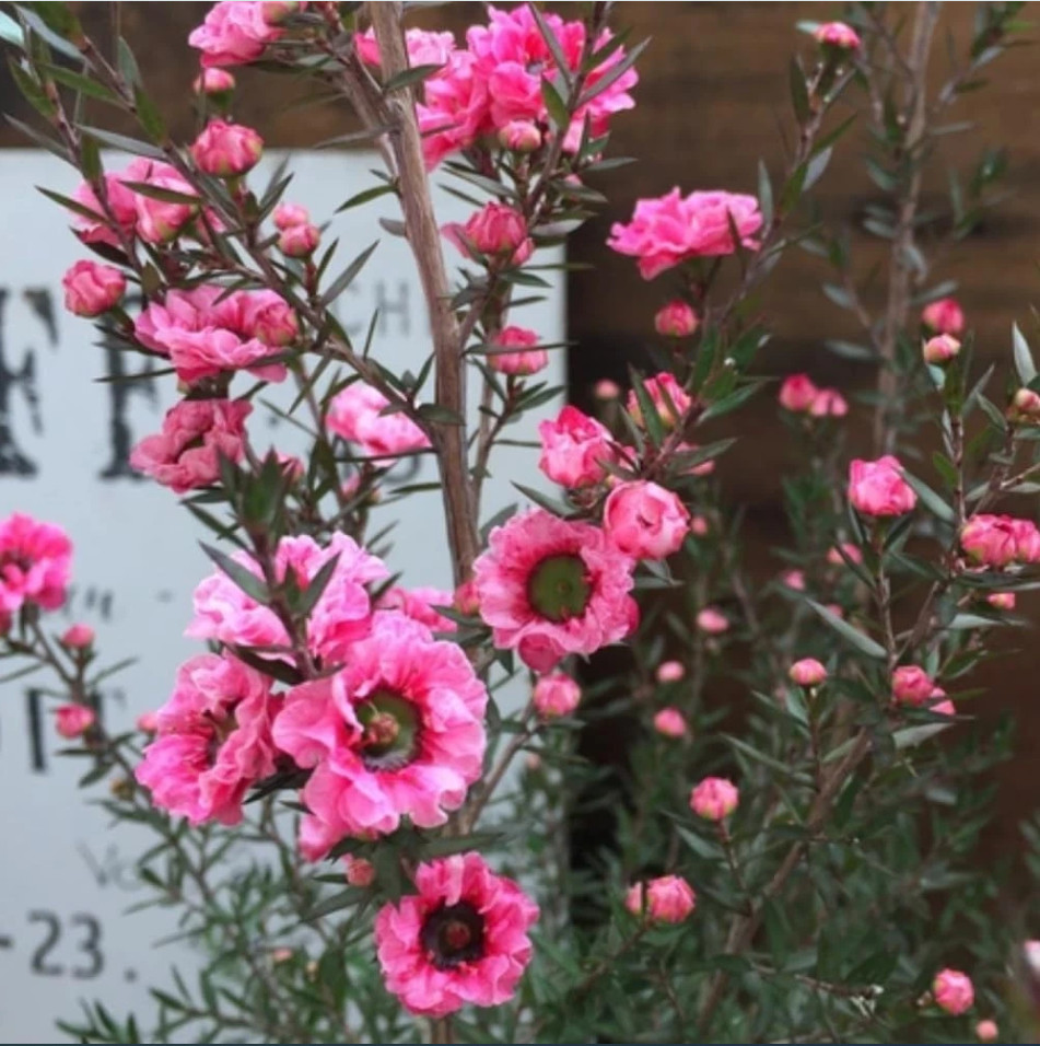 New Zealand Tea Manuka Live Starter Plant Manuka Tea Tree, 4-6″Tall, Ship No Pot