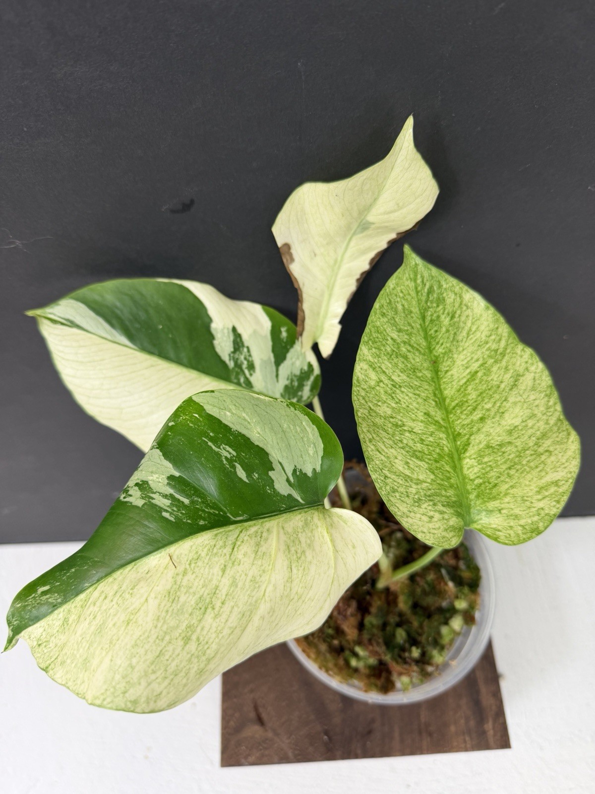 Monstera Mint NOID