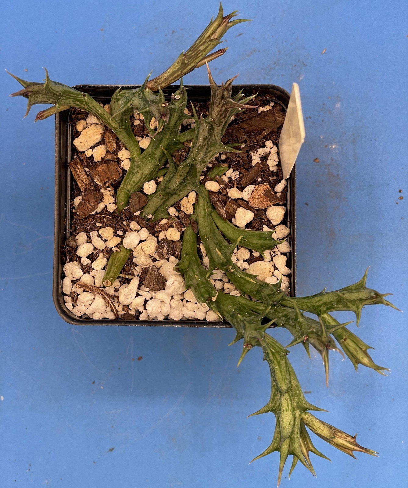 Orbea Dummeri Rooted In 3.5″ Pot – RARE! +1 Inch Lemon-Yellow Flowers!