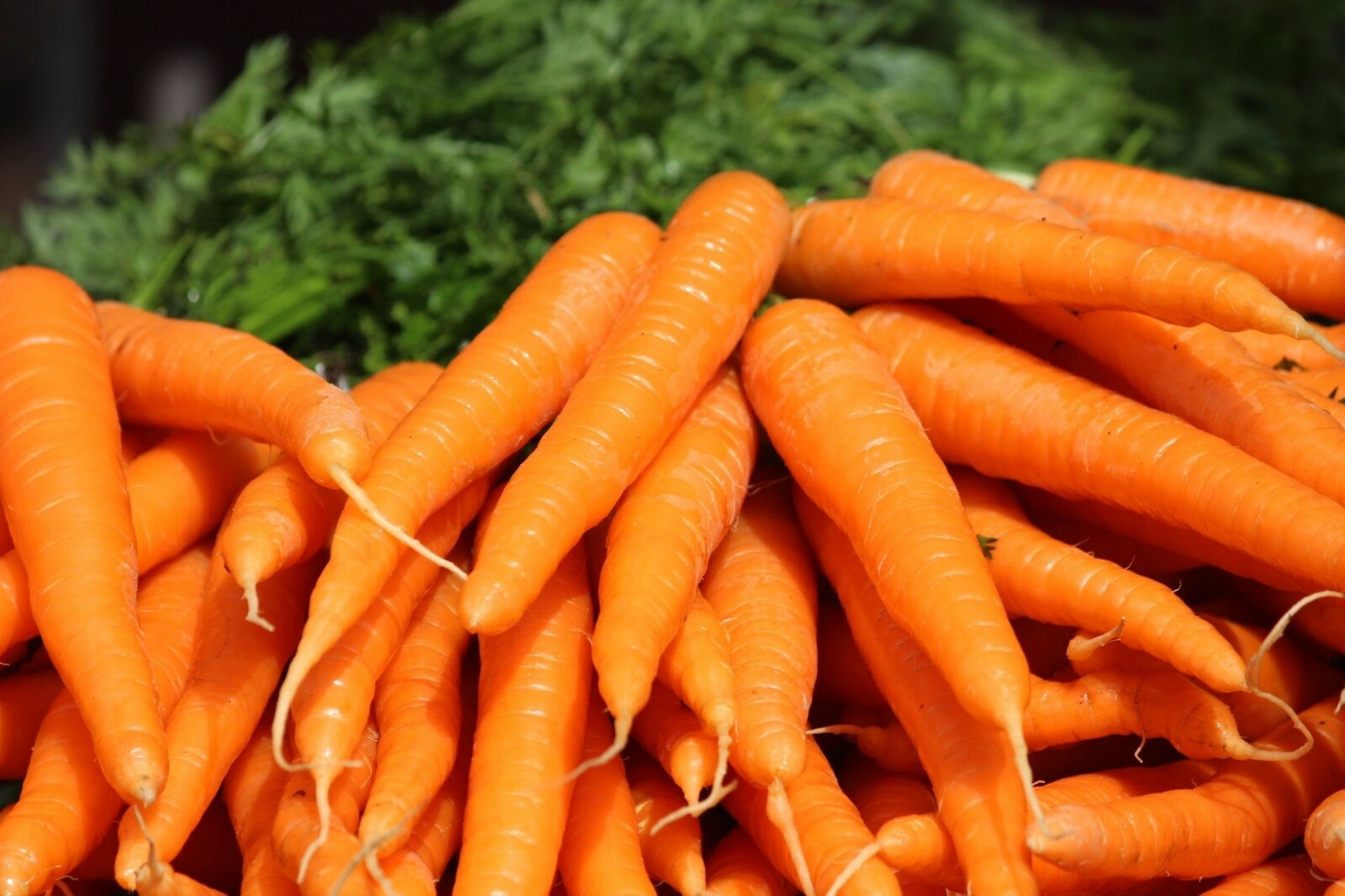 Tendersweet Carrot Seeds, Beta Carotene, Vitamin A, NON-GMO, FREE SHIPPING