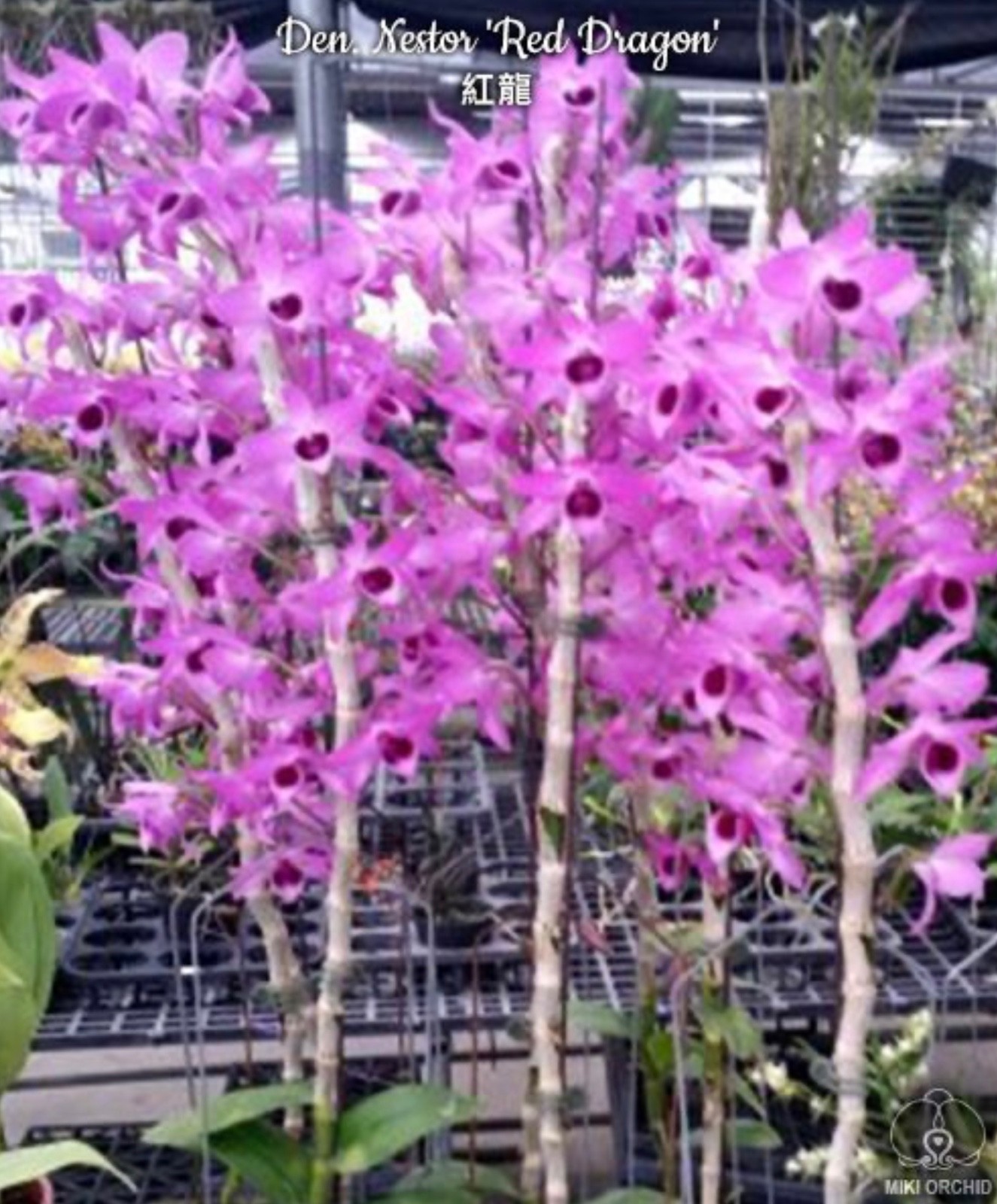 Dendrobium Nestor ‘Red Dragon’ [Fragrant]