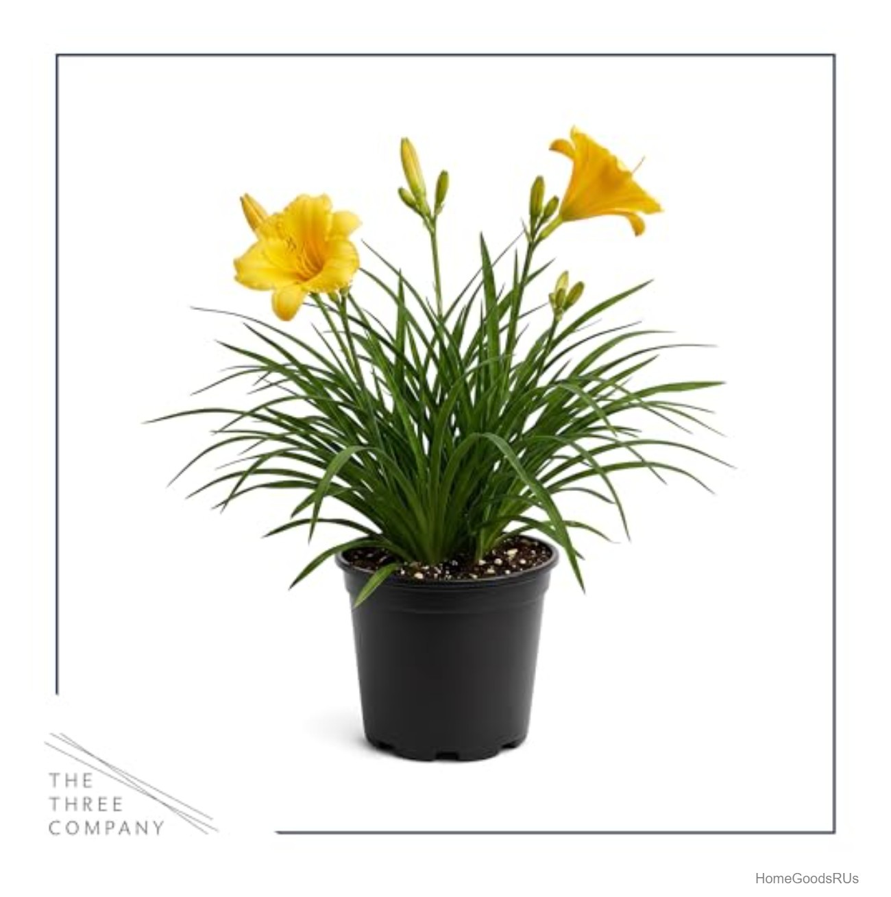 Yellow Daylily Live Perennial Plant 12 Inch Tall Full Sun to Partial Shade