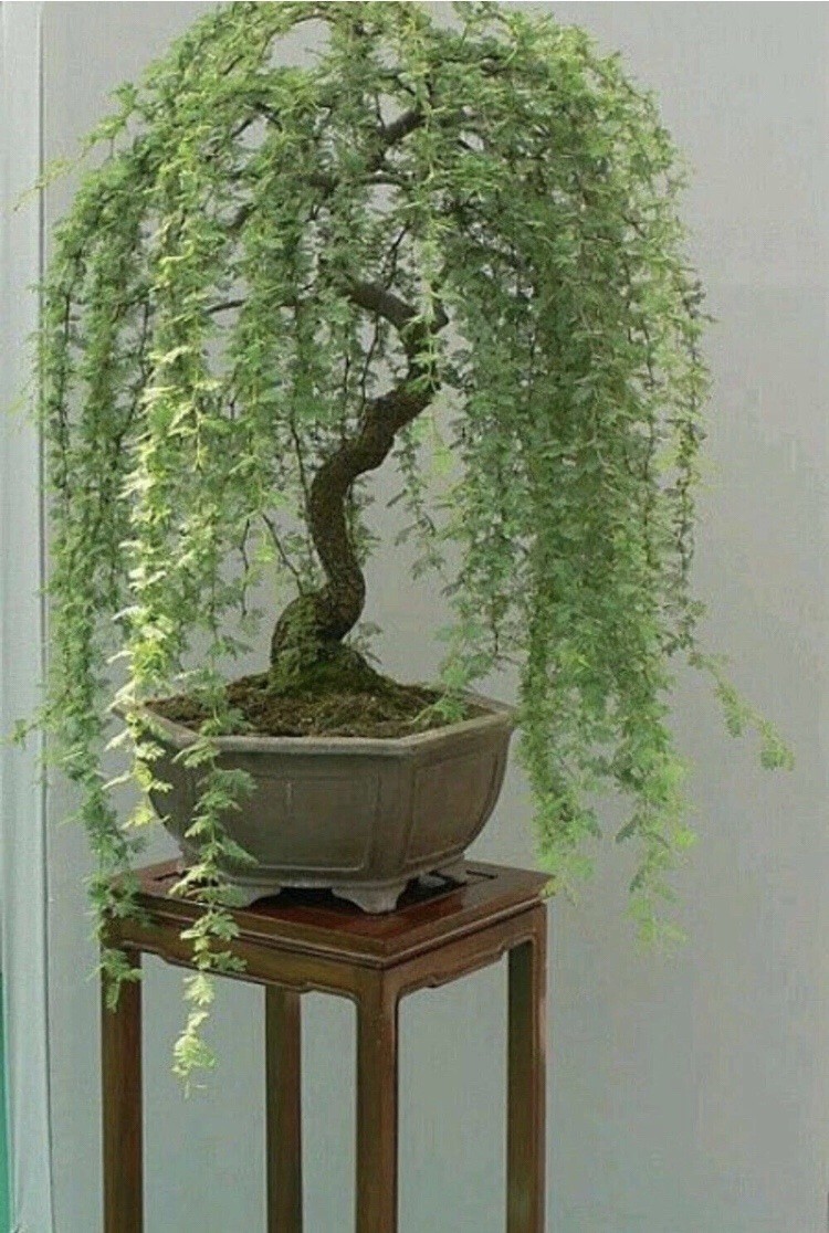 Bonsai Green Weeping Willow Tree – Thick Trunk Cutting