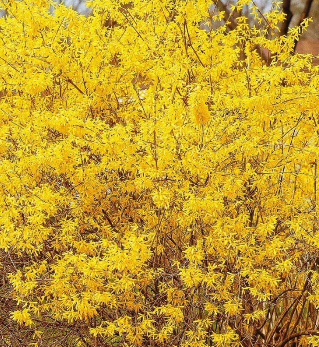 Forsythia – Buy One Get One Free – Mature 3+ Yr Old Plants / Size: 1+Gal
