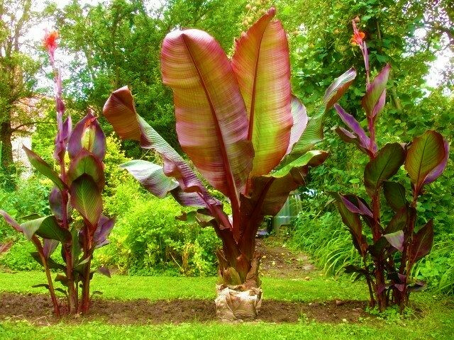 **RED ABYSSINIAN**Ensete Maurelii**AKA False Red Tropical Musa Banana Tree**USA*
