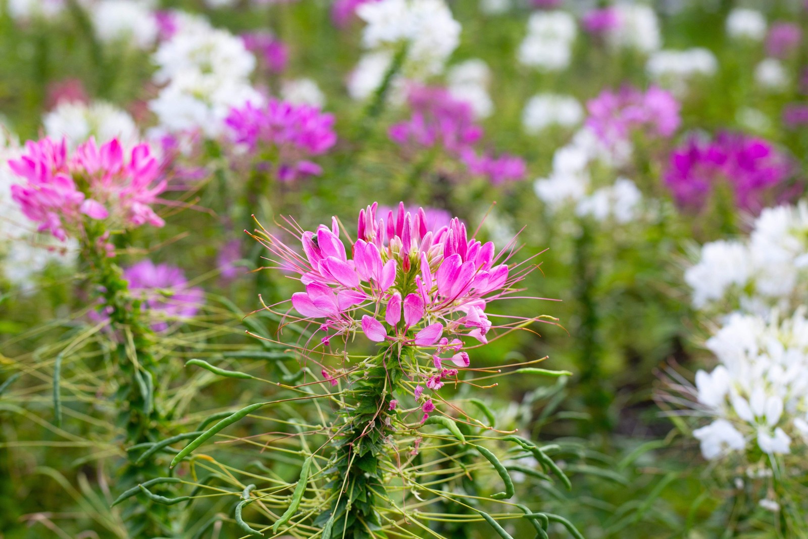 200 ROSE QUEEN CLEOME Hassleriana Cleome Spinosa Pink Spider Flower Seeds