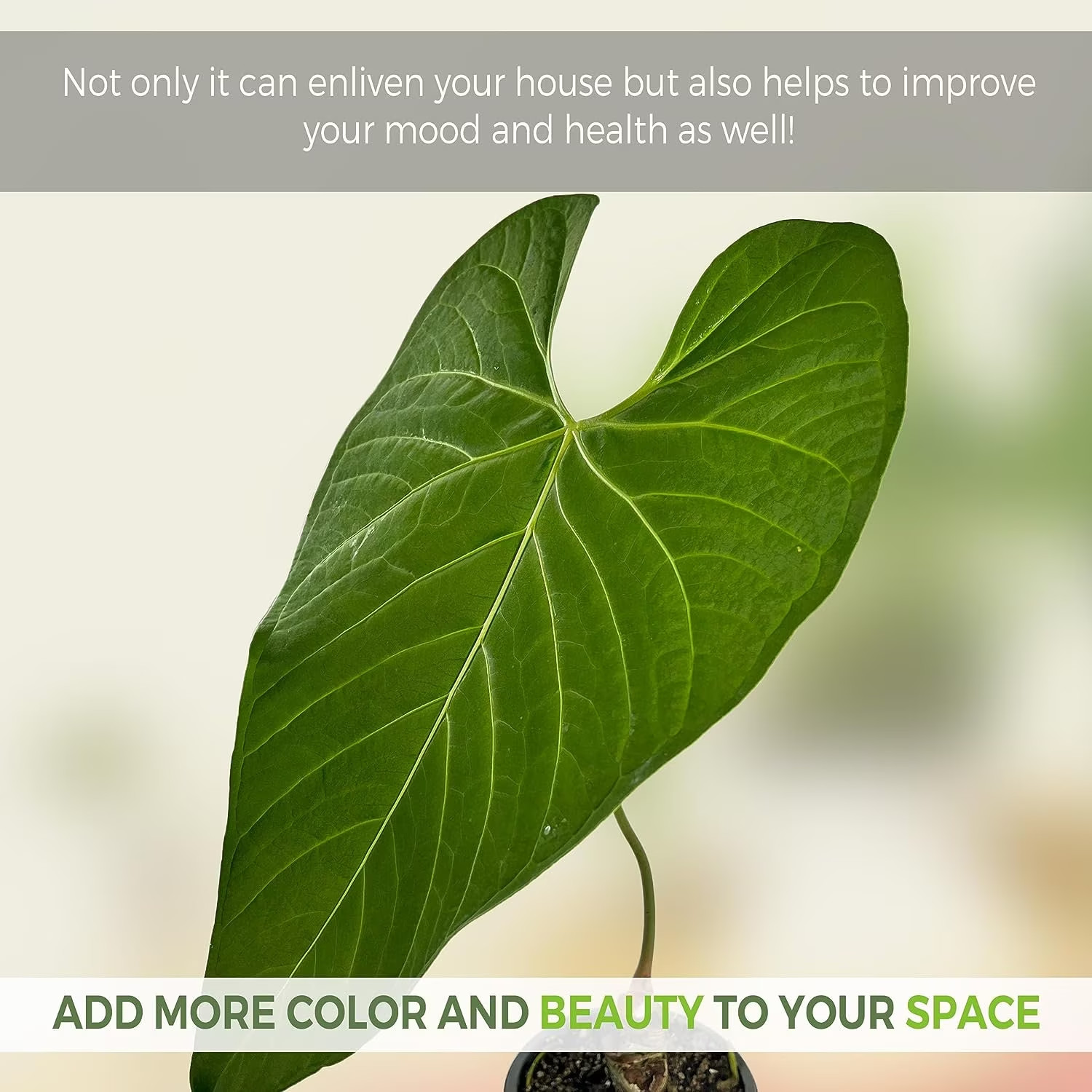 Anthurium Regale Aff by LEAL PLANTS ECUADOR |Green Live House Plant for Indoors