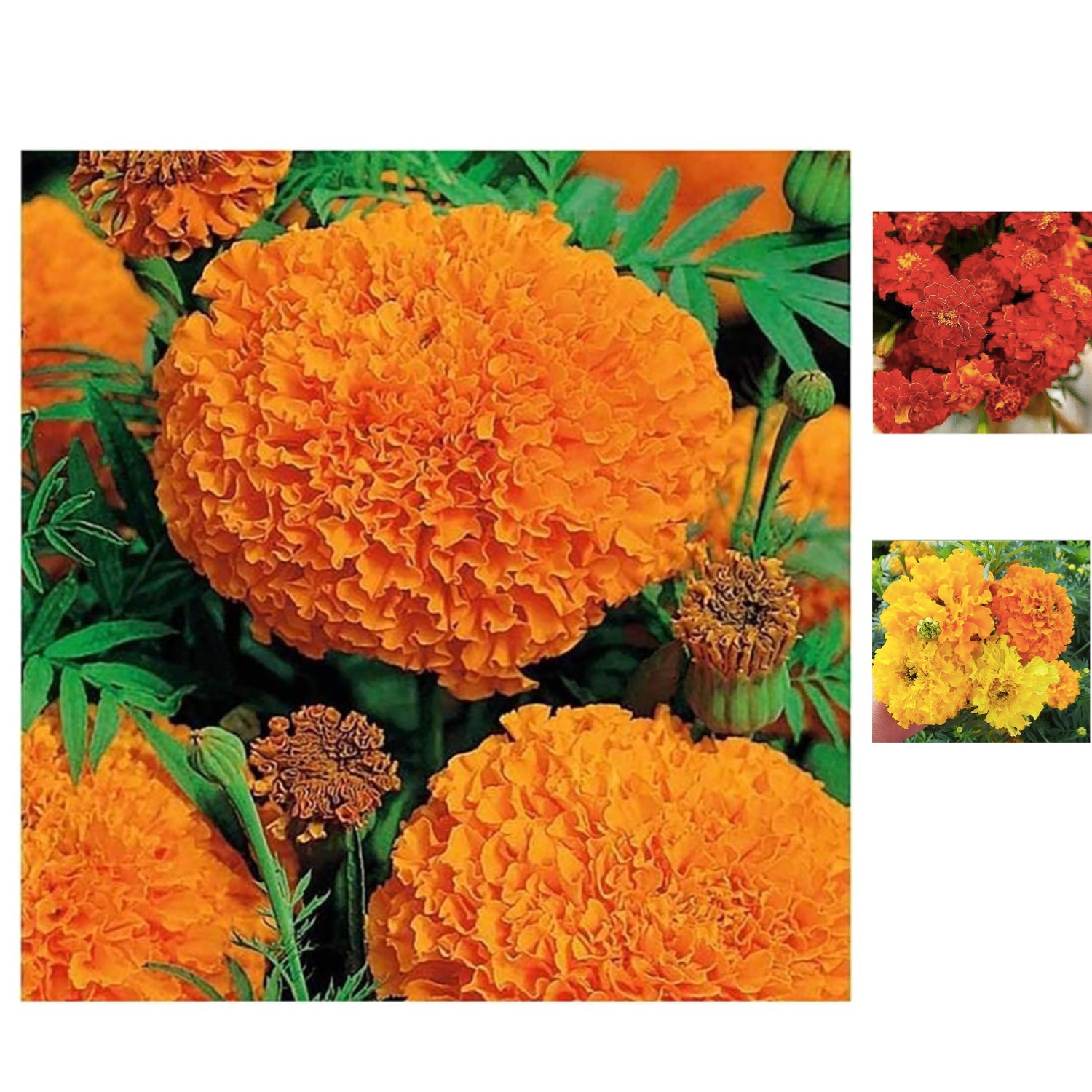 36-Inch Tall African Marigold Seeds – 850 Count for Lush Spring Gardens