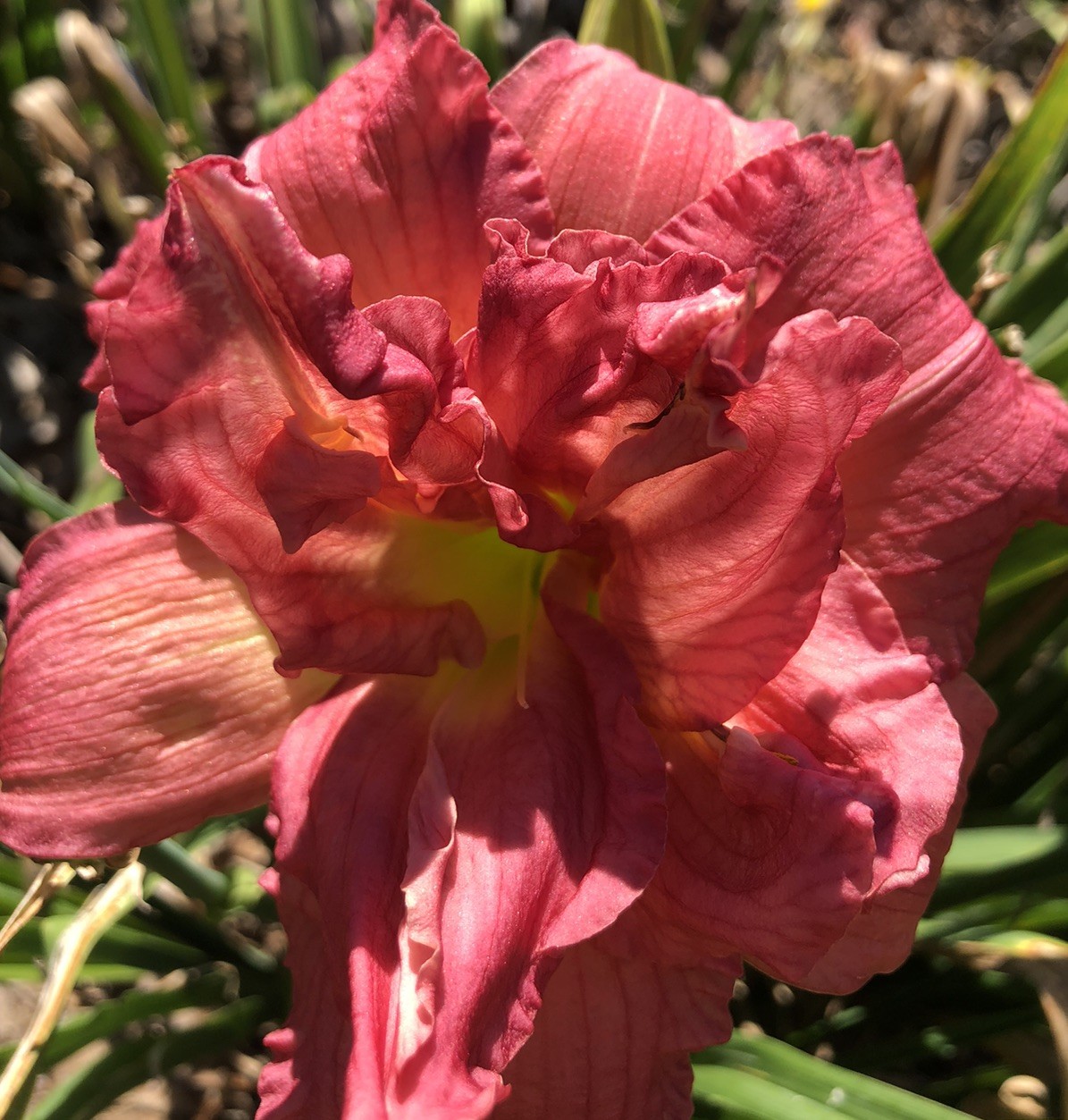 Daylily Zona Rosa