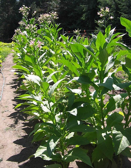 1000 Virginia Bright Leaf Nicotiana Seeds ~ Heirloom Nicotiana Tabacum ~ Fast gr