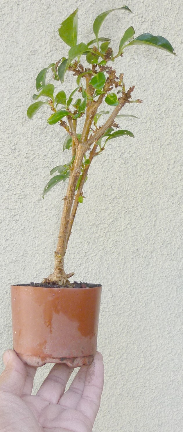 Forsythia Pre Bonsai Mame Deciduous Golden Bells Flowers