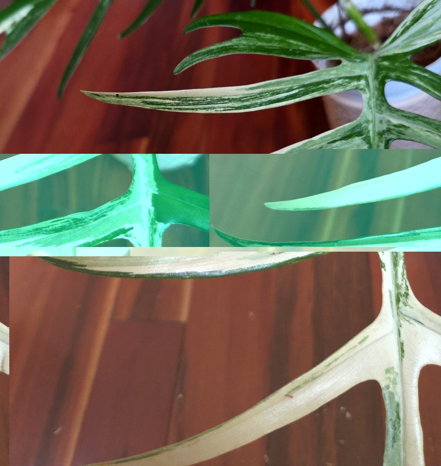 Rare Philodendron Florida Beauty X Tortum 21″ Wide Aroid Not Monstera Anthurium
