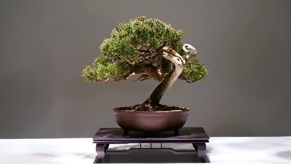 Bonsai Tree Seeds – Juniper Bonsai – 25 Seeds