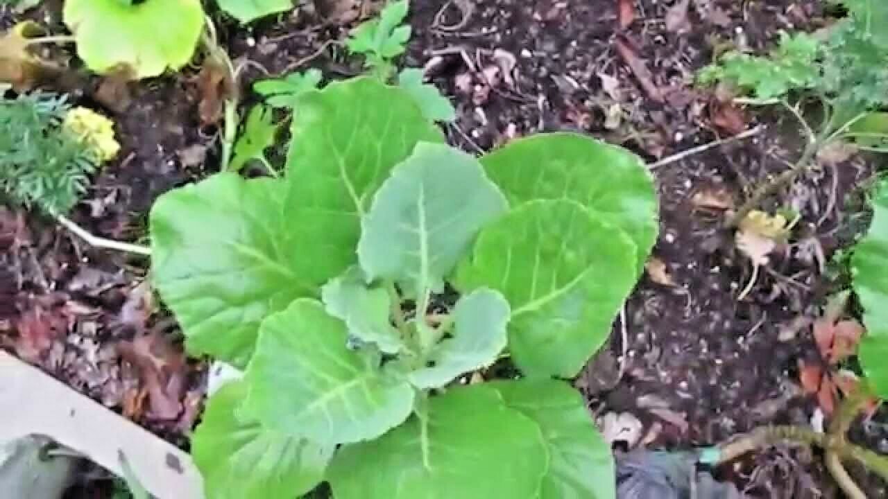 601+GEORGIA COLLARD GREENS Seeds Heirloom Vegetable Spring Fall Garden Container