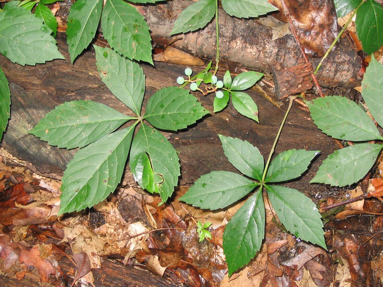 4X Virginia Creeper Vine Fast Hardy Climber Plant groundcover red fall color