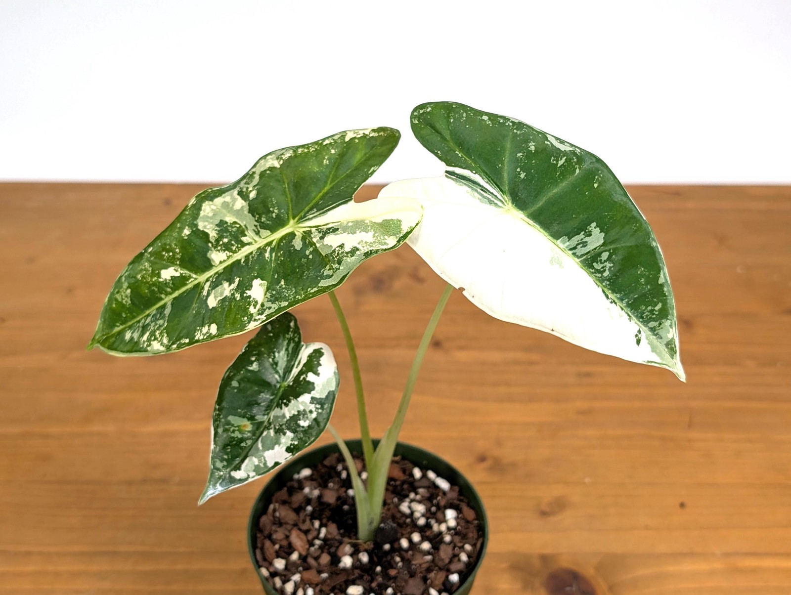 Alocasia Frydek Variegated – Assorted 4 Inch Pots