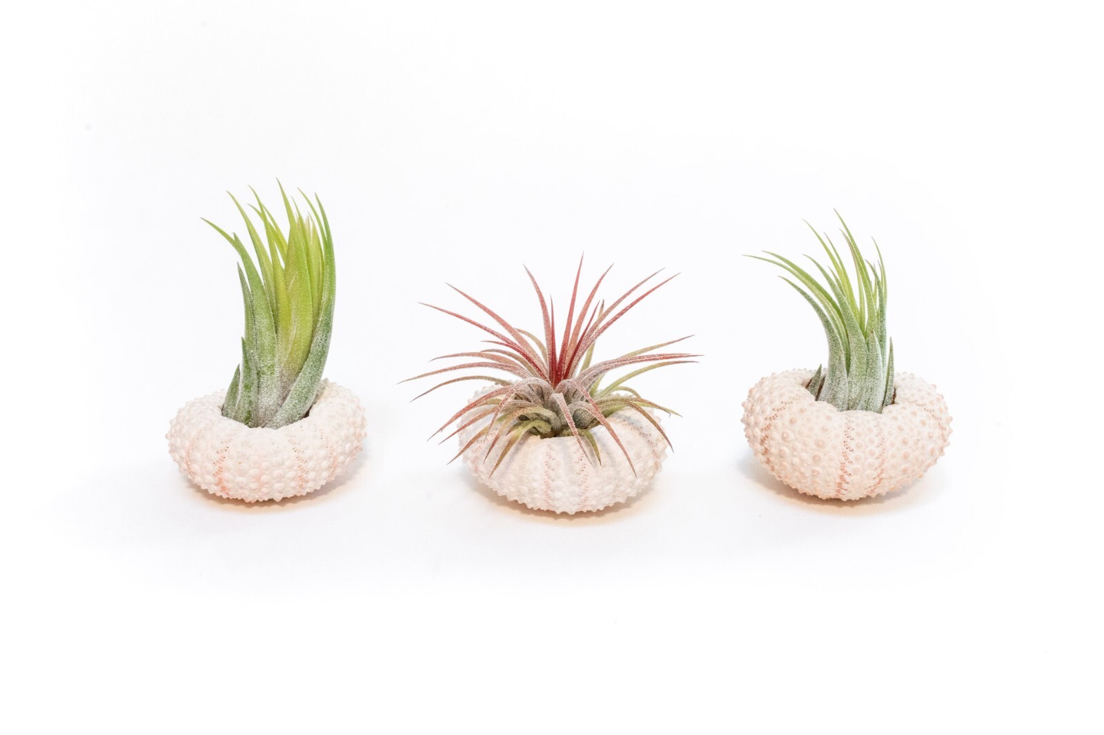 3 Pack Pink Urchins with Assorted Air Plants – Wholesale – Easy Care Tillandsia