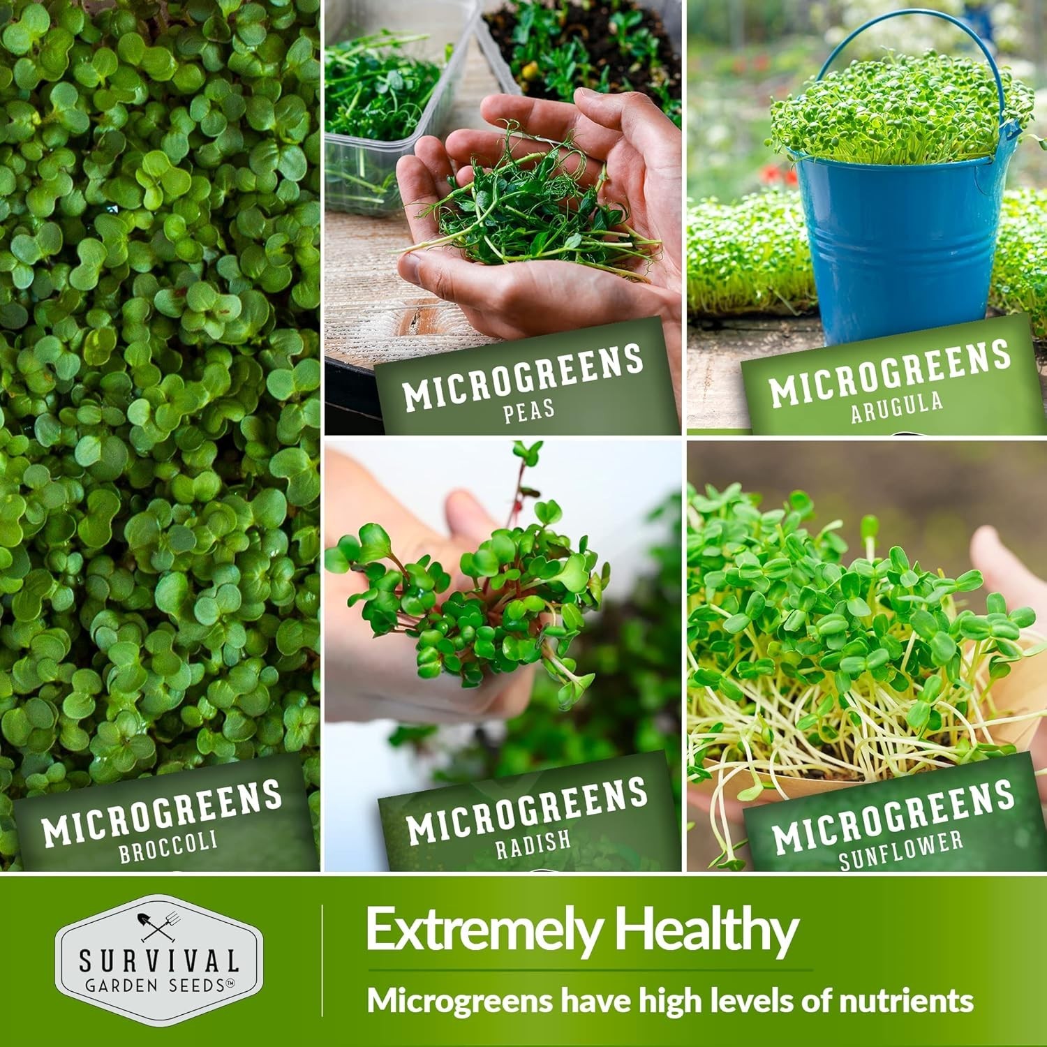 Microgreen Seeds Variety Pack 10 Heirloom Types Non-GMO for Indoor Gardening
