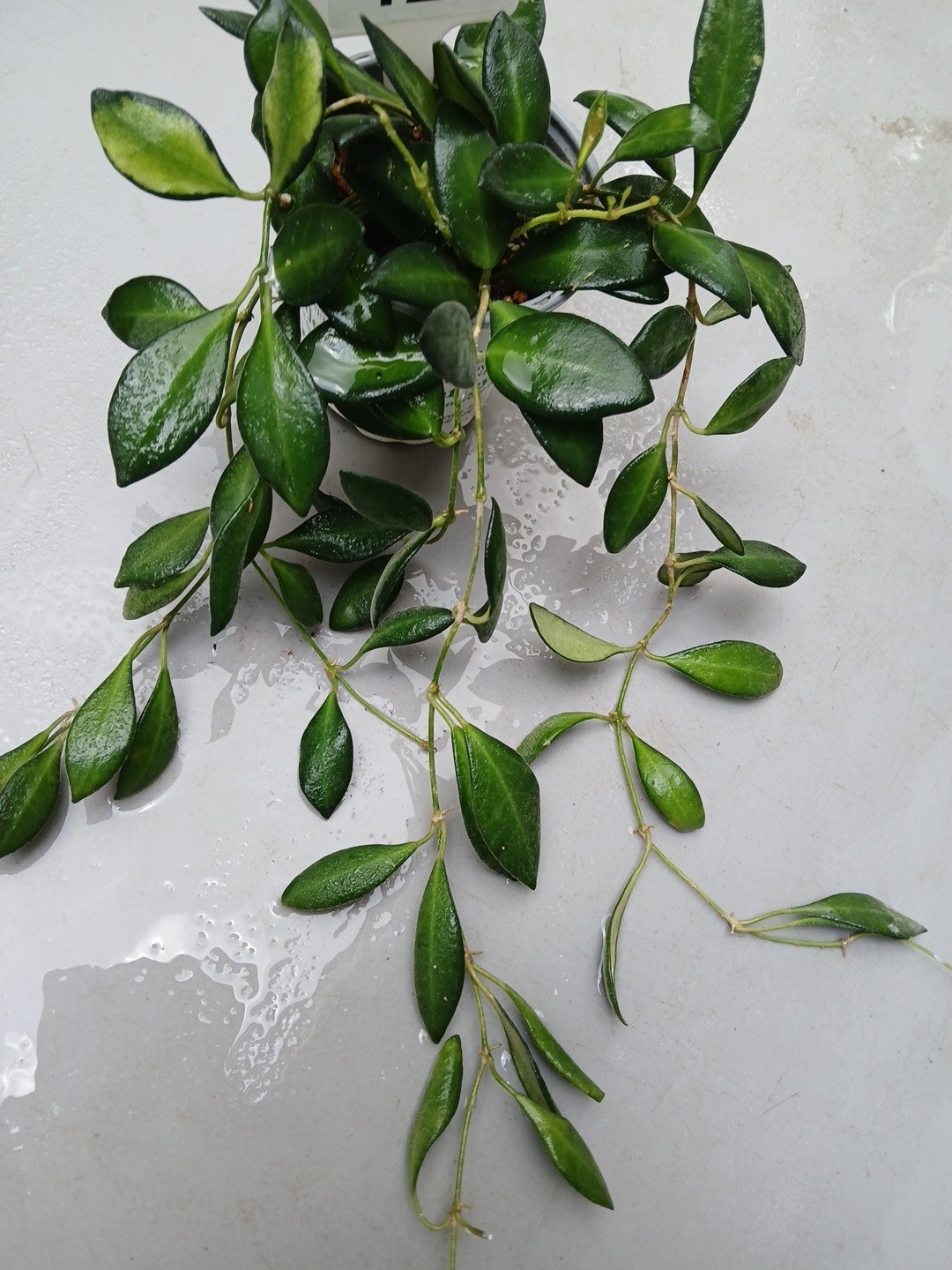 #124- HOYA BURTONIAE VARIEGATED LIVE PLANTS, FULL POT PLANTS,