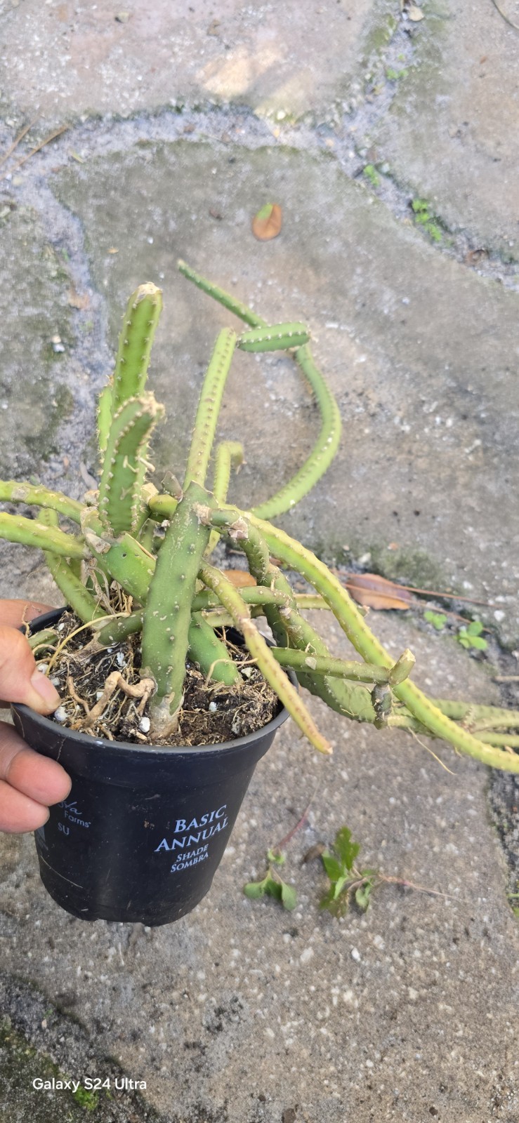 Selenicereus Pteranthus Plant Well Rooted In 4 Inches Nursery Pot