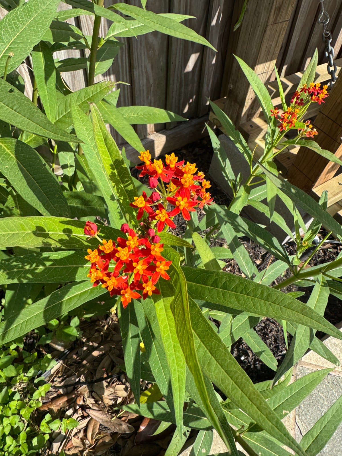 Free Shipping. Butterfly Milkweed Seeds – Ascelpias Tuberosa, Monarch Butterfly,