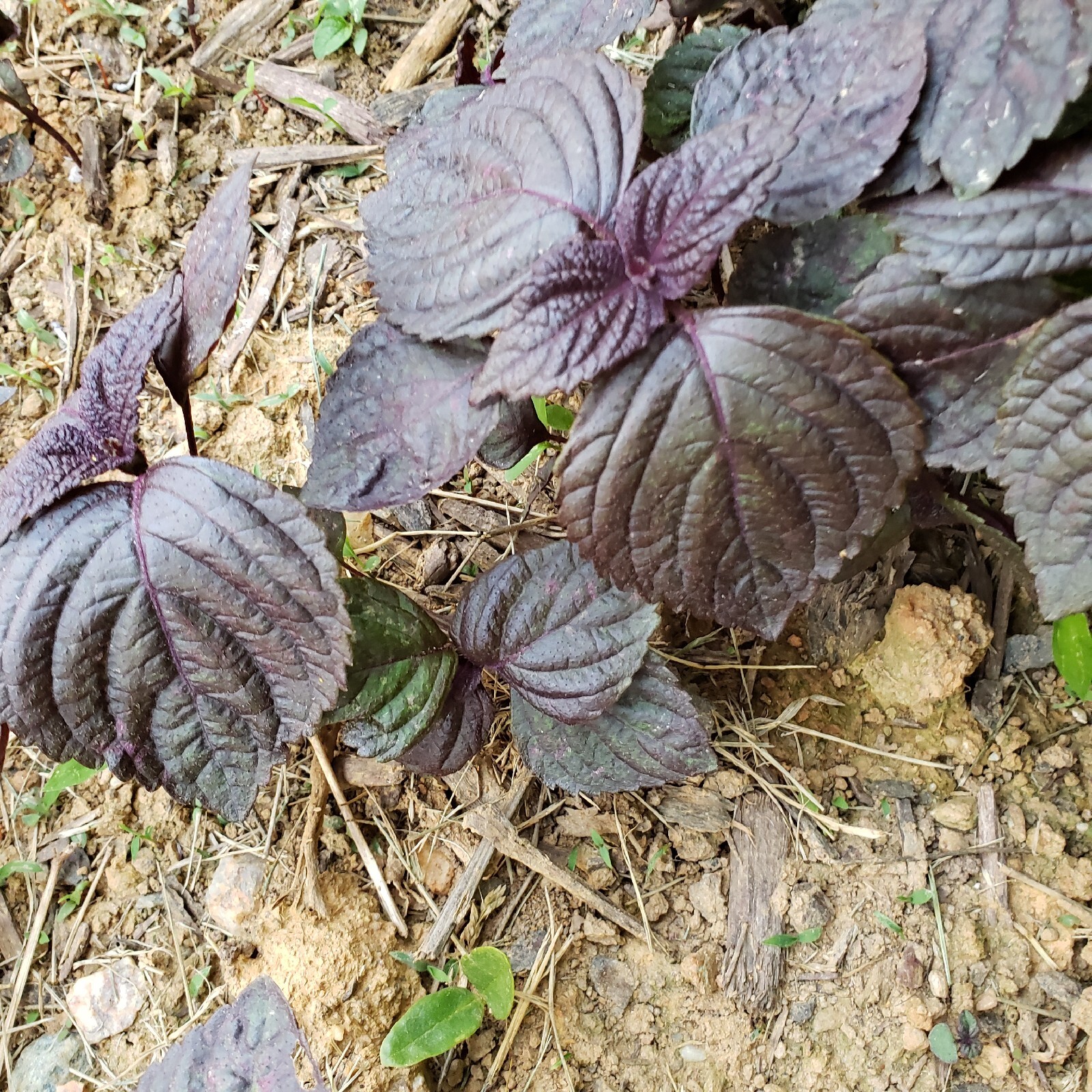 3 Red/Purple Perilla Live Plant With Soil More Than 5″ Tall NON-GMO Herb Edible