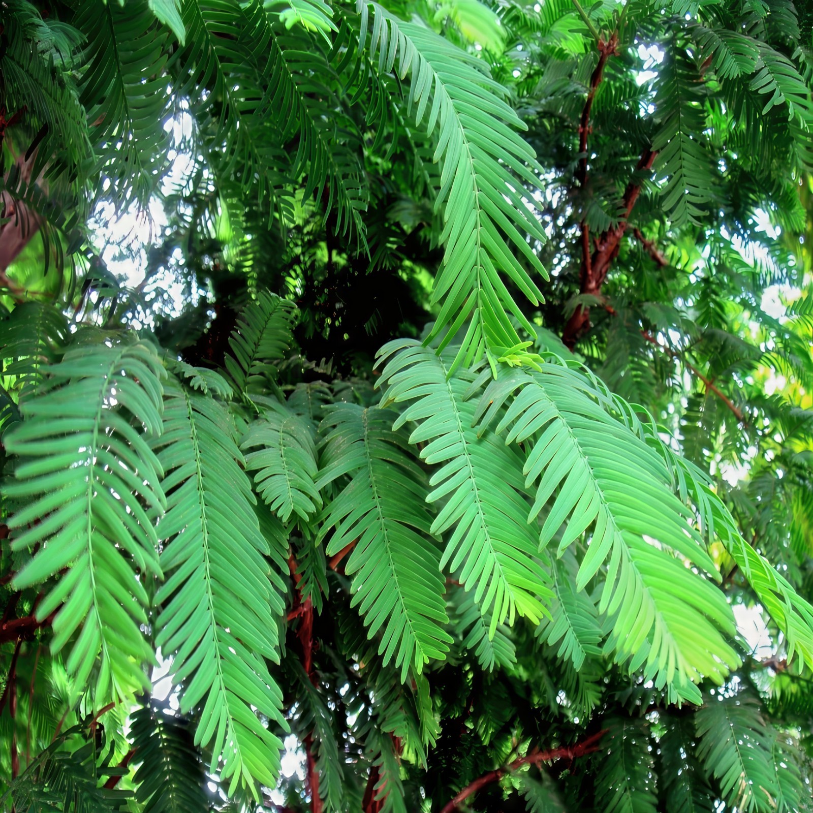 Dawn Redwood Tree Seeds (Metasequoia glyptostroboides) Fast Hardy Bonsai Plant