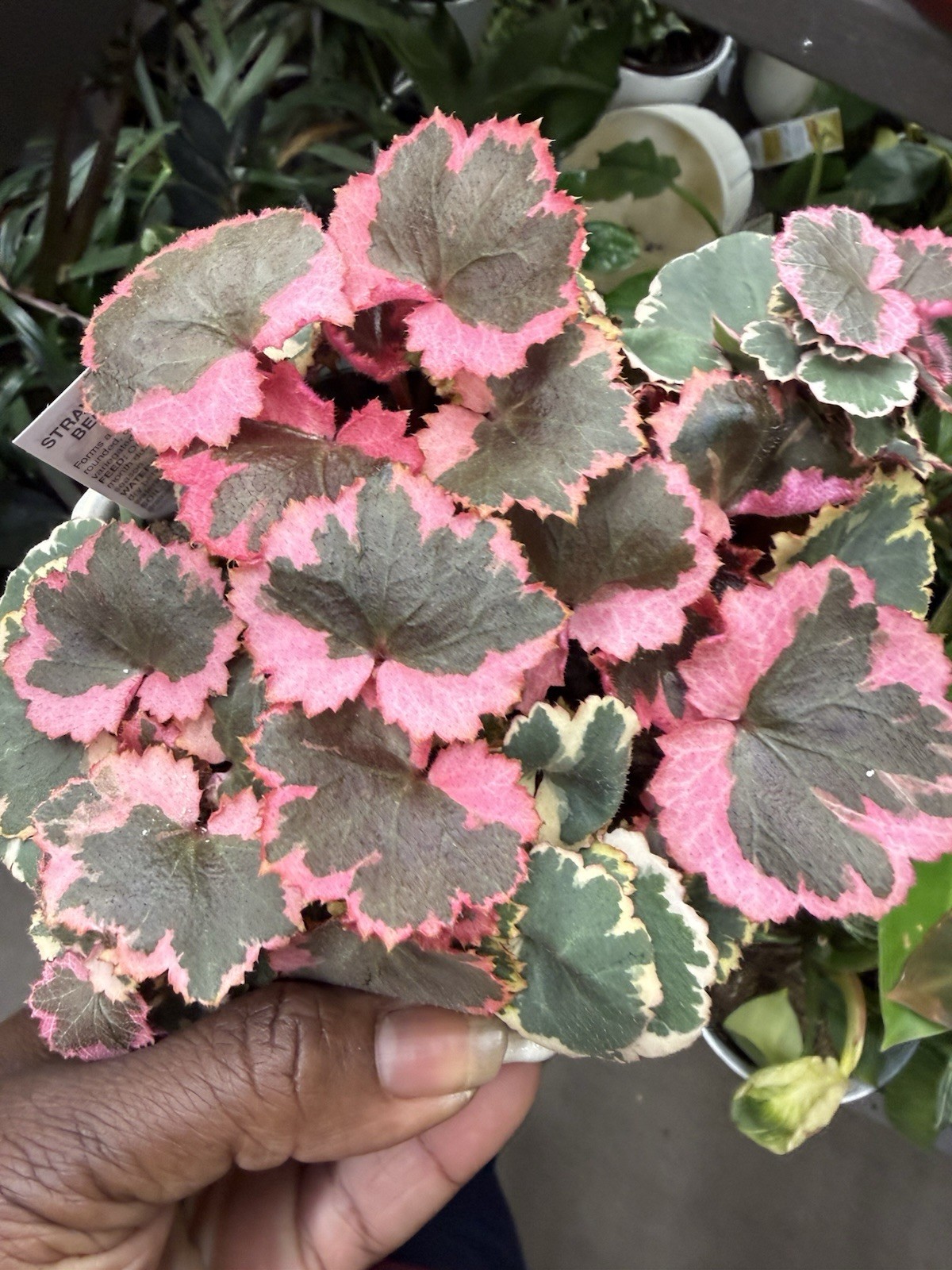 Begonia Stawberry