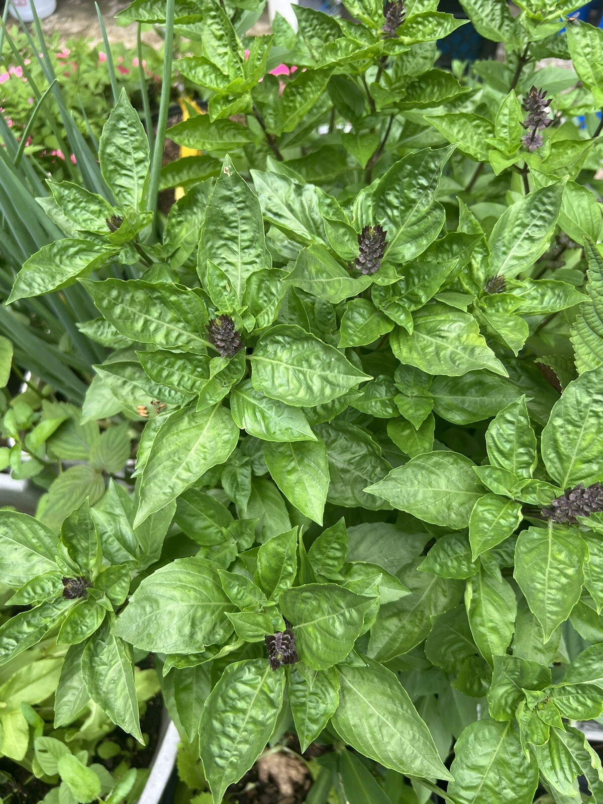 Rau Ram/ Dragon Bean- Okra/ Vietnamese basil/Sung thao-Japanese/Chine artichoke