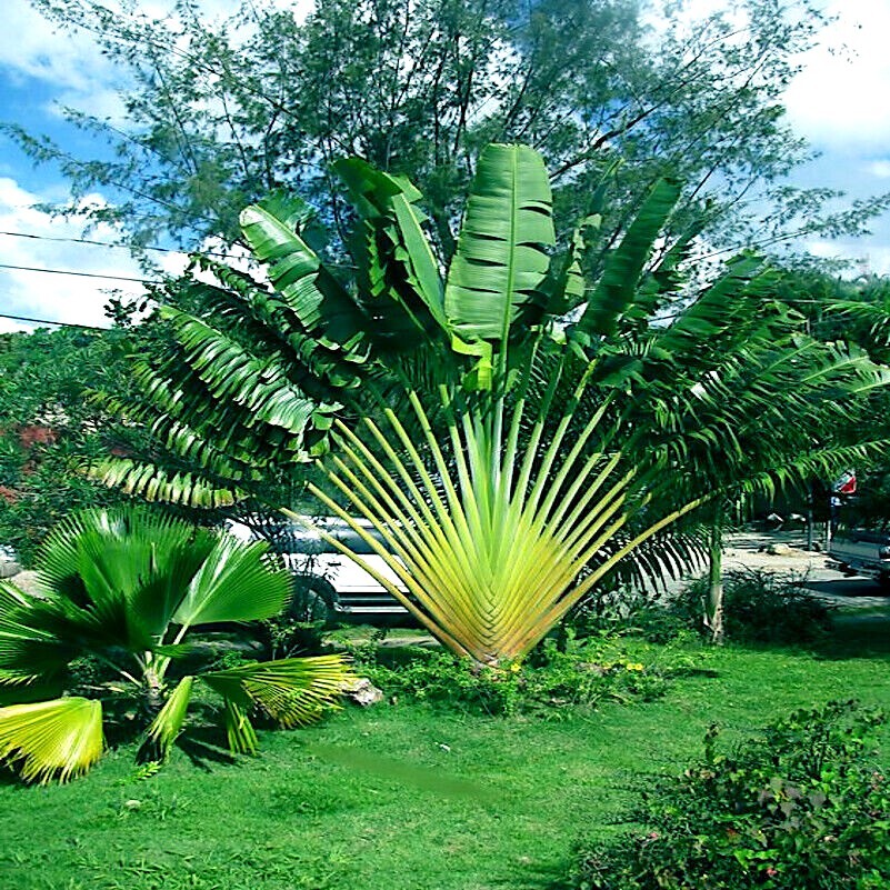TRAVELERS PALM TREE SEEDS (Ravenala madagascariensis) Bird of Paradise Plant