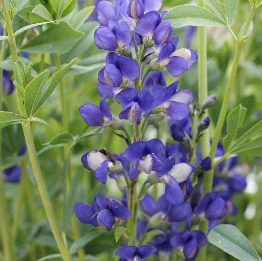 Blue False Indigo Live Plant – 12-16″ Tall – No Pot – Hardy Flower – Zones 3-9